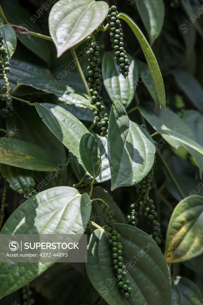 A black pepper vine. This flowering vine is cultivated widely in Sri Lanka, Southern India and Vietnam for its fruit which is dried and used as a spice and seasoning, Sri Lanka