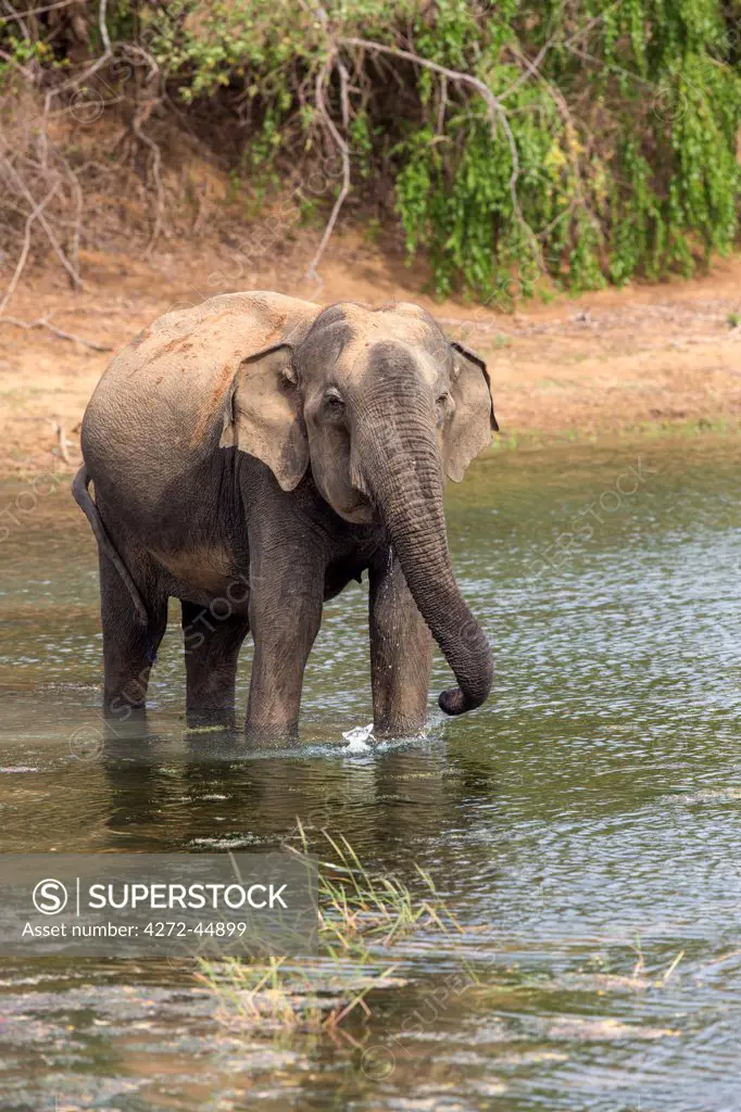 An Indian elephant drinks at a waterhole in Yala National Park, Sri Lanka