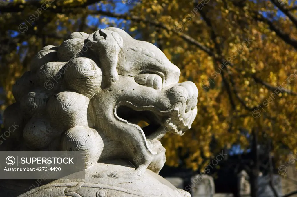 China, Beijing, Zhen Jue temple. An ornamental lion statue sits amongst the autumn leaves.