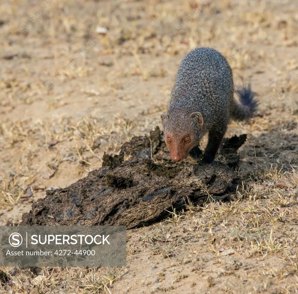 A Ruddy mongoose in Yala National Park, Sri Lanka