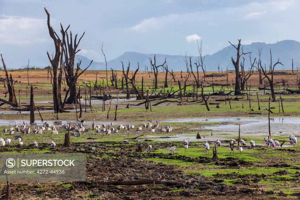 Birdlife in Udawalawe National Parkr. The dead trees are submerged under water during the monsoon rains, Sri Lanka