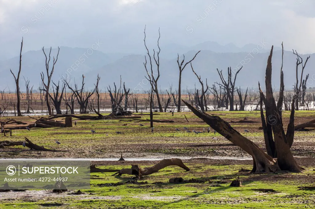 After the construction of the Udawalawe reservoir in 1972, these trees are submerged each year during the monsoon rains, Sri Lanka