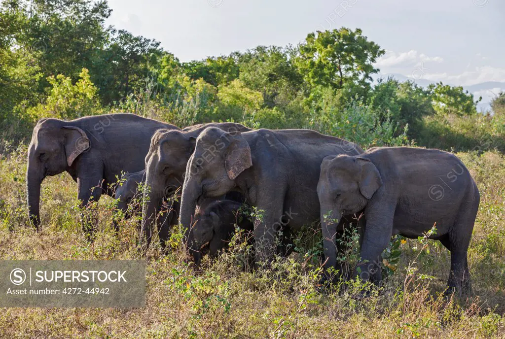 Elephants in Udawalawe National Park, Sri Lanka