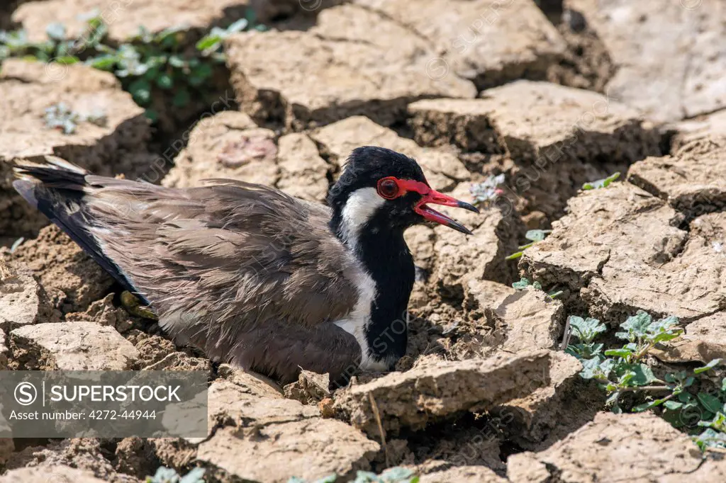 A Red wattled Lapwing on its nest in Udawalawe National Park, Sri Lanka