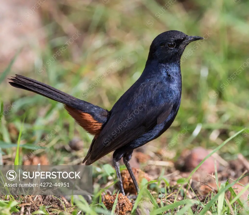 A male Indian Robin in typical pose with its long tail erect showing its chesnut undertail coverts, Sri Lanka