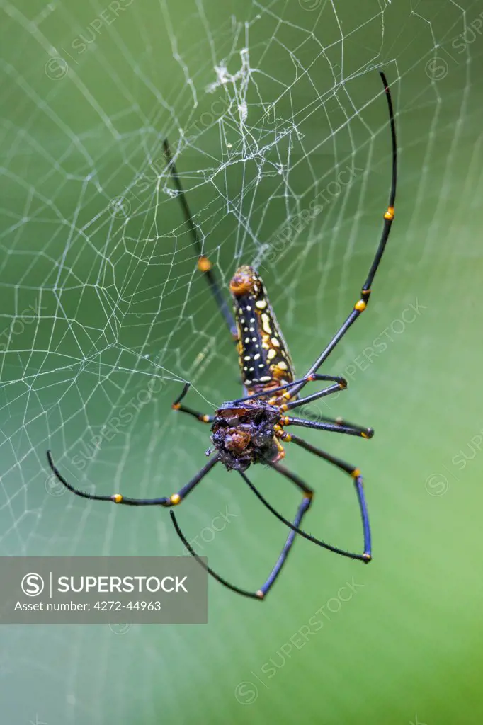 A female Giant Wood Spider on its web in the Sinharaja Forest Reserve, Sri Lanka