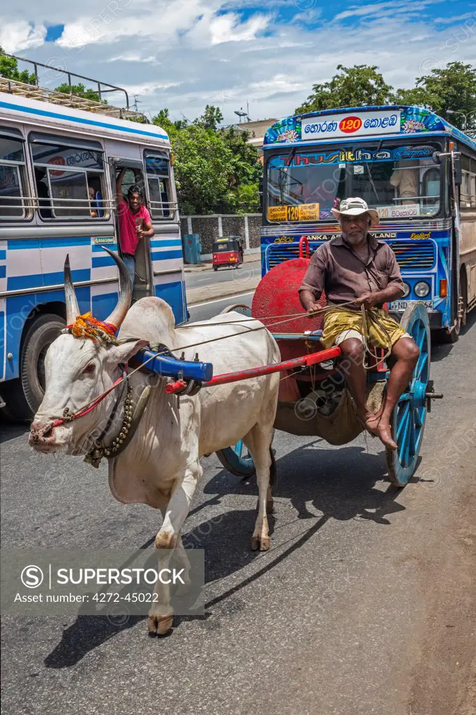 A man and his ox cart in the busy streets of Colombo.  He delivers paraffin from a drum on the back of his cart to small traders for re sale, Colombo, Sri Lanka