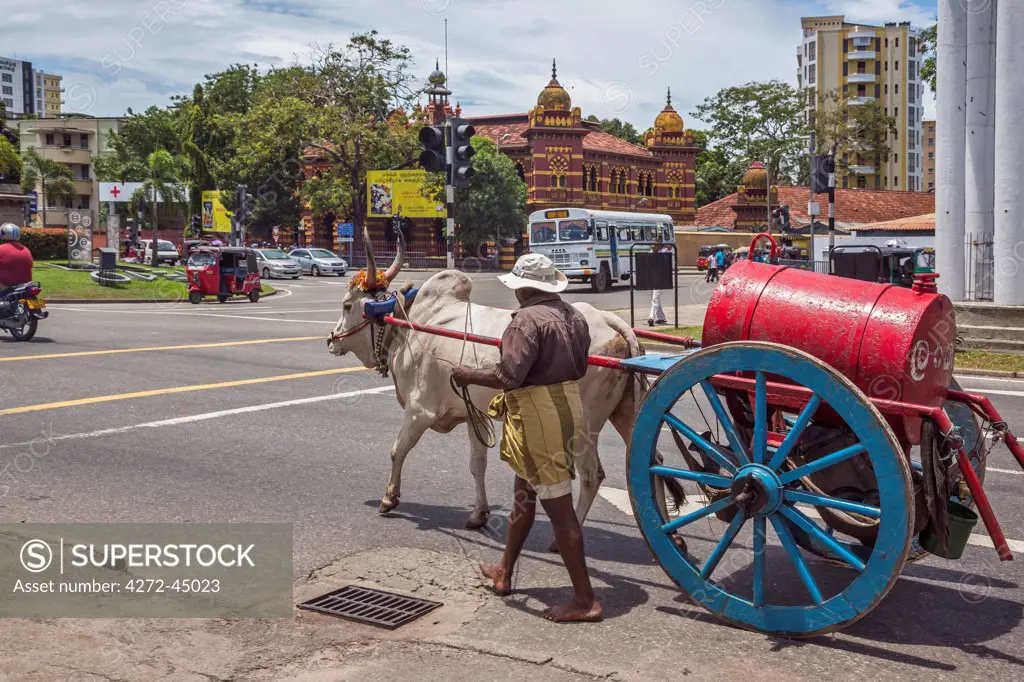 A man leads his ox cart to a busy round a bout in Colombo.  He makes deliveries of paraffin from a drum on the back of his cart to small traders for re sale, Colombo, Sri Lanka