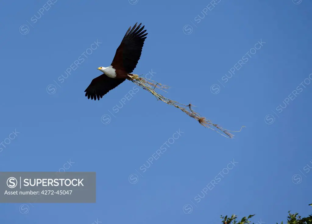 Fish Eagle, Haliaeetus vociferon, flying over the Chobe River, Chobe National park near town of Kasane, Botswana, Africa
