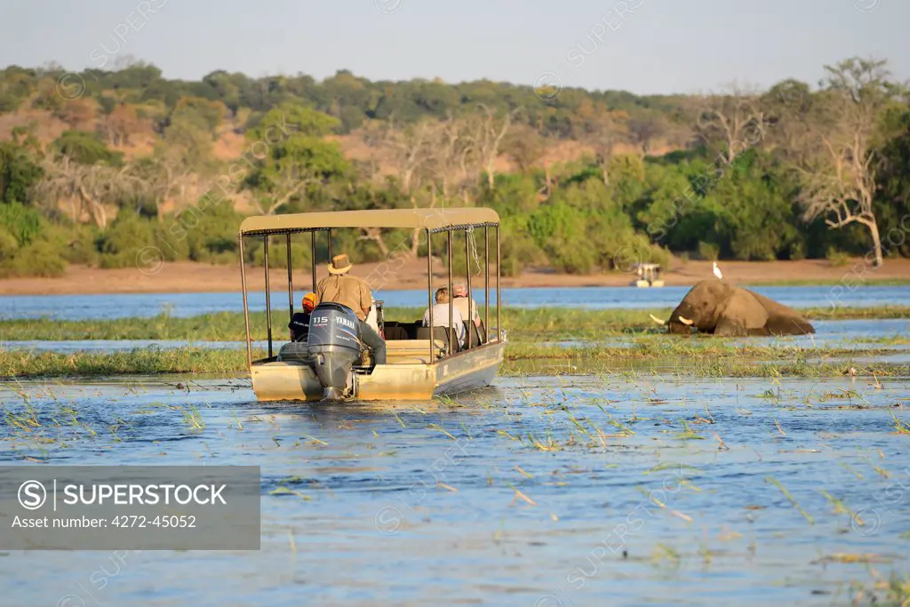 Elephant walking through Chobe River, Chobe National Park,  near the town of Kasane, Botswana, Southern, Africa
