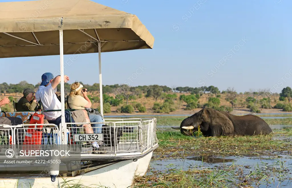 Elephant walking through Chobe River, Tourist boat,Chobe National Park,  near the town of Kasane, Botswana, Southern, Africa,
