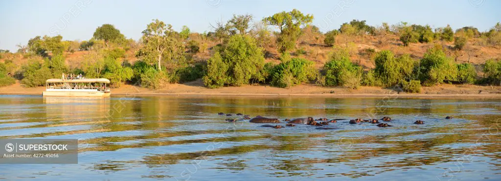 Hippos and tour boat, hippopotamus amphibius,Chobe River, Chobe National Park,  near the town of Kasane, Botswana, Southern, Africa,