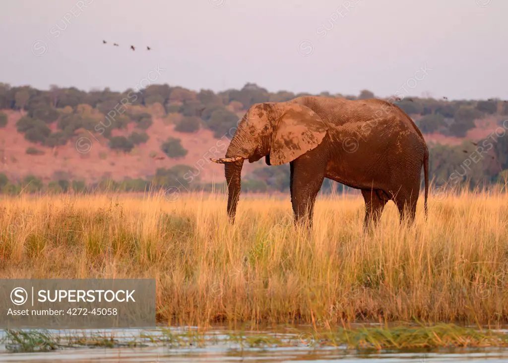Elephant on island at  Chobe River, Botswana flag, no mans land, Chobe National Park,  near the town of Kasane, Botswana, Southern, Africa,
