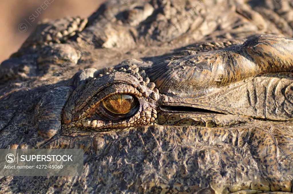 Africa, Botswana,Chobe National Park, lose up of Crocodiles eye