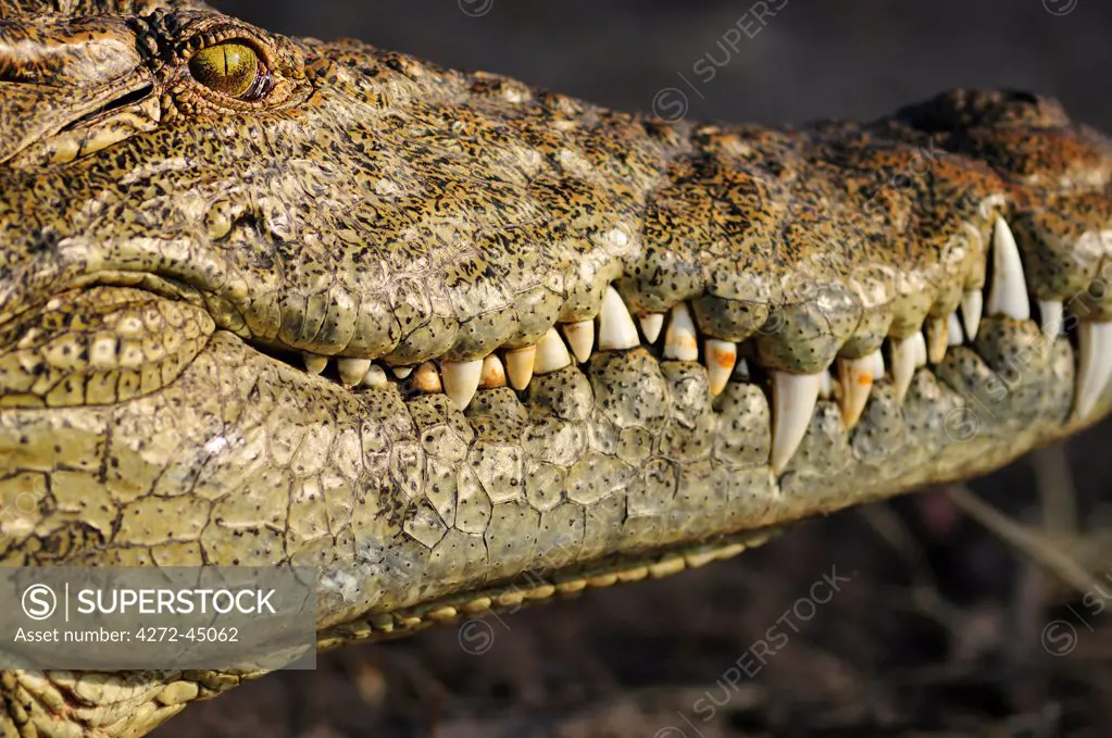 Africa, Botswana,Chobe National Park, Close up of crocodile