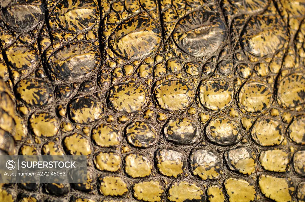 Africa, Botswana,Chobe National Park, Close up of crocodile skin