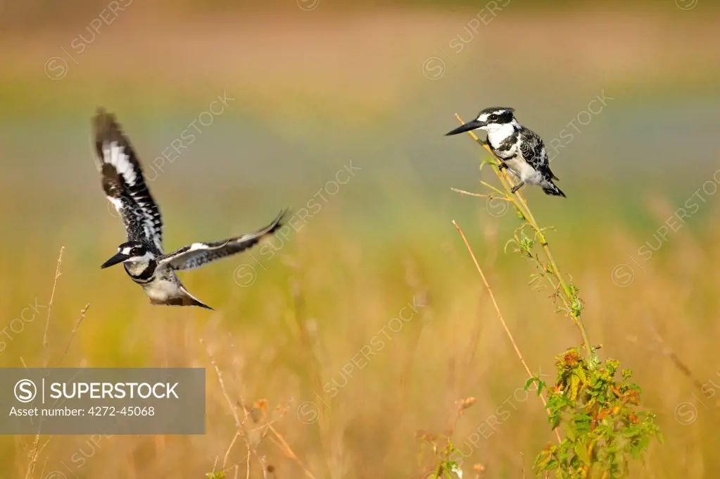 Pied Kingfisher, Ceryle rudisr, Chobe National Park, near the town of Kasane, Botswana, Southern, Africa