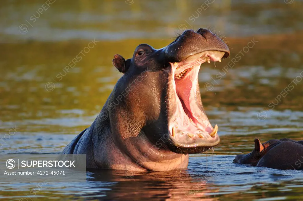Hippo in  Chobe River, Chobe National Park, Botswana, Africa,