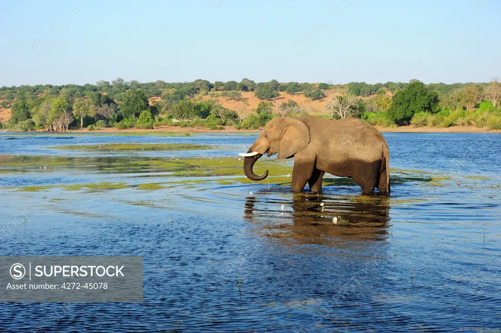 Elephant walking through Chobe River, Chobe National Park,  near the town of Kasane, Botswana, Southern, Africa,