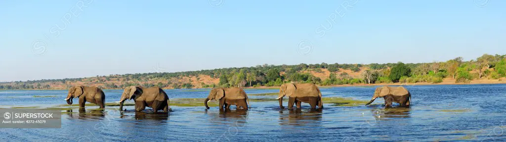 Elephants walking through Chobe River, Chobe National Park,  near the town of Kasane, Botswana, Southern, Africa,