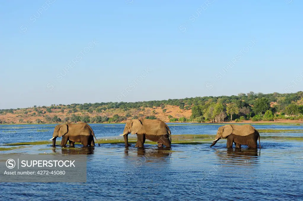 Elephants walking through Chobe River, Chobe National Park,  near the town of Kasane, Botswana, Southern, Africa,