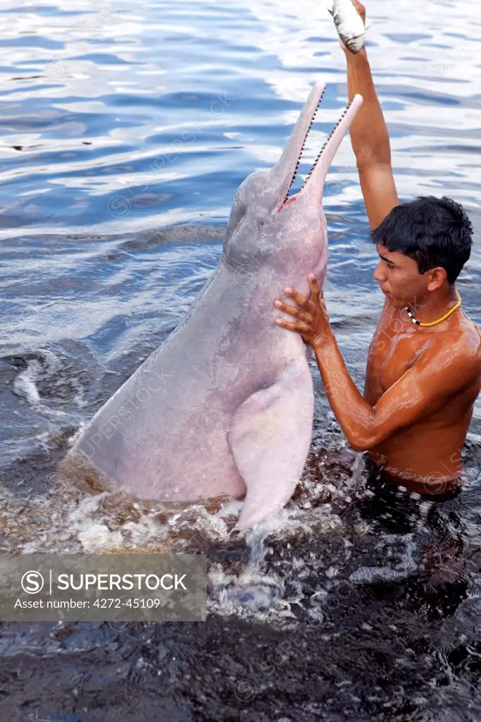South America, Brazil, Amazonas, A boy feeding an Amazon river dolphin fish on a creek in the Rio Negro in the Anavilhanas islands, MR