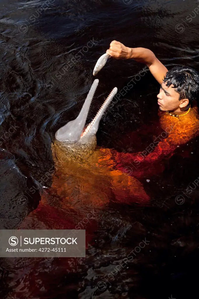 South America, Brazil, Amazonas, A boy feeding an Amazon river dolphin fish on a creek in the Rio Negro in the Anavilhanas islands, MR