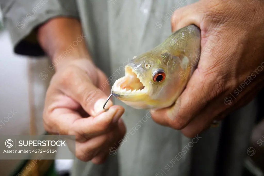 South America, Brazil, Amazonas, a fisherman holds a freshly caught Black or Red Eye piranha, Serrasalmus rhombeus, showing its sharp teeth