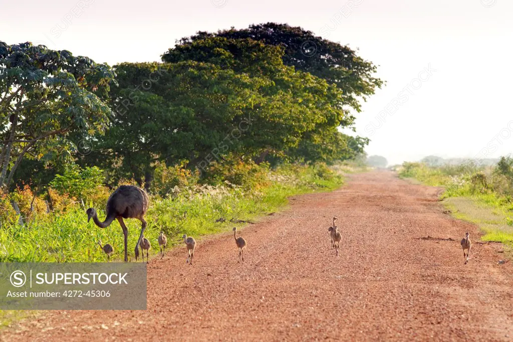 South America, Brazil, Mato Grosso do Sul, A Greater Rhea with chicks walking along a dirt road in the Southern Pantanal