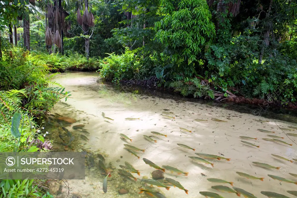 South America, Brazil, Mato Grosso, Nobres, Piraputanga fish in the Estivado poo, a natural swimming pool on the Estivado river near Bom Jardim in Nobres