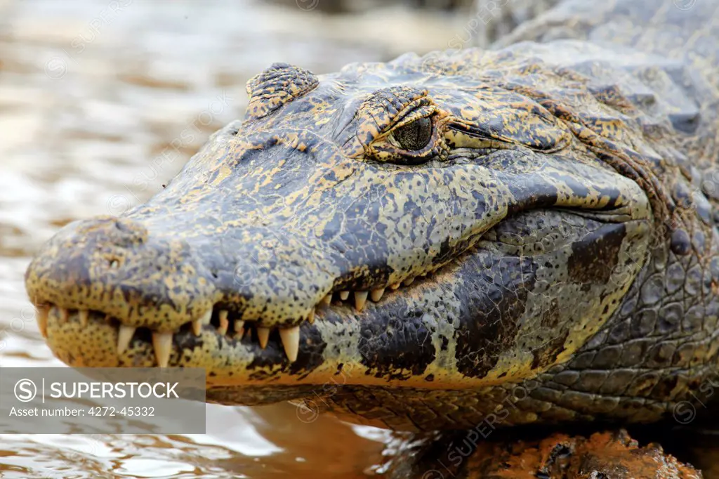 South America, Brazil, Mato Grosso, Pantanal, a Yacare caiman, Caiman crocodilus yacare.