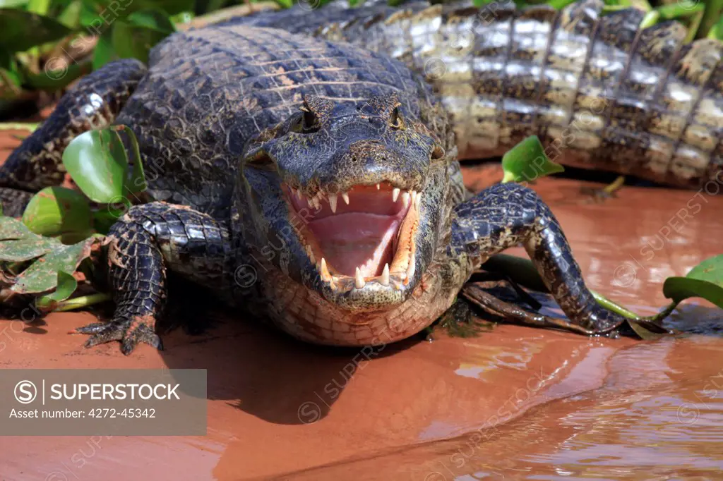 South America, Brazil, Mato Grosso, Pantanal, a Yacare caiman, Caiman crocodilus yacare, with jaws agape
