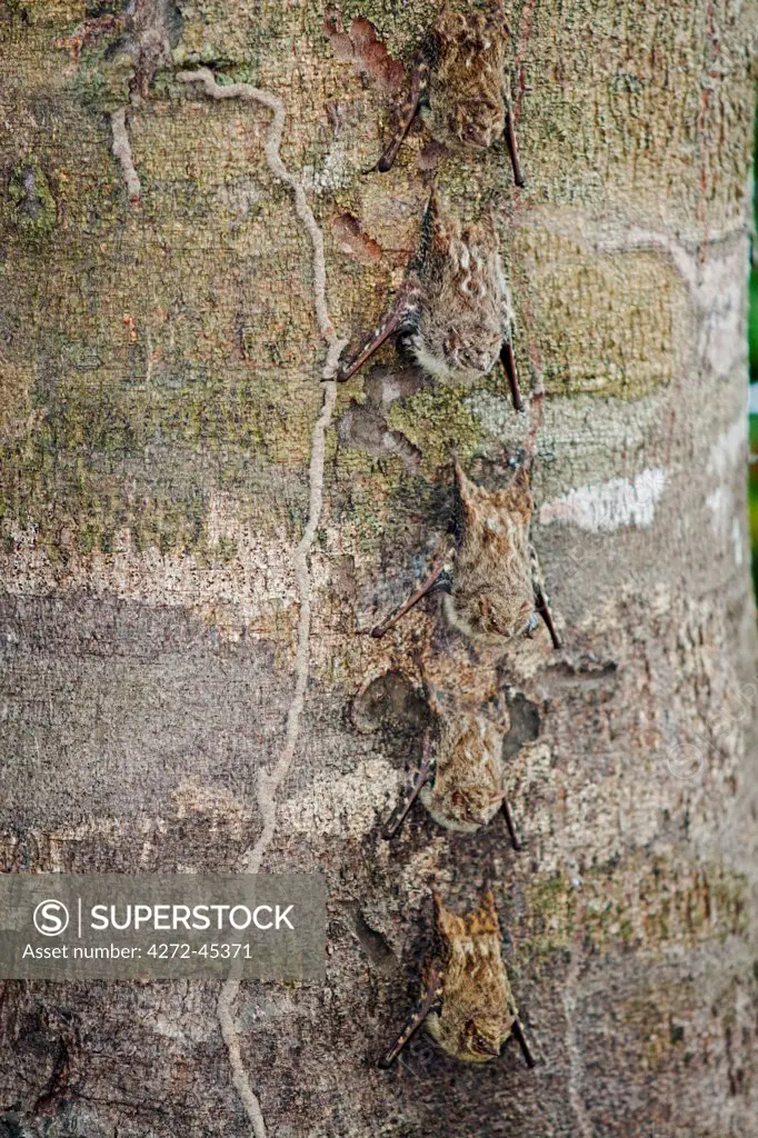South America, Brazil, Mato Grosso, Probiscis bats camouflaged on a tree trunk in the Brazilian Pantanal