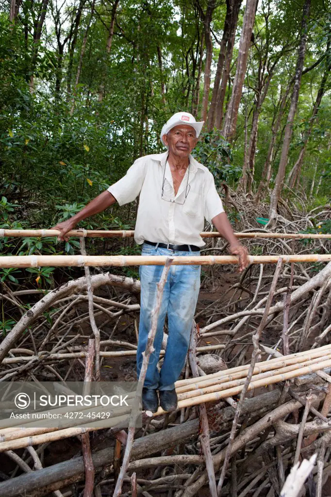 South America, Brazil, Para, Amazon, Marajo island, a local man standing on a bamboo walkway in red mangrove forest near Soure