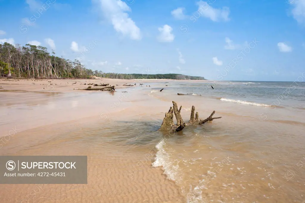South America, Brazil, Para, Amazon, a lonely river beach backed by Amazon rainforest near Soure on Marajo island