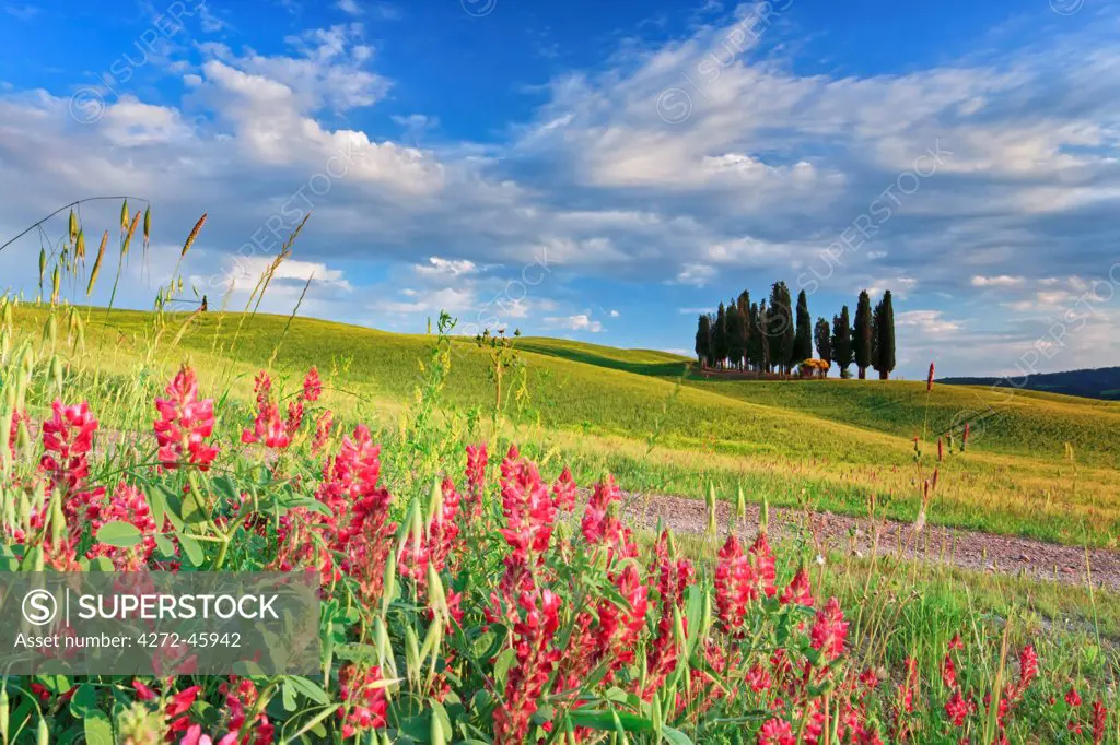 Italy, Tuscany, Siena district, Orcia Valley, Cypress on the hill near San Quirico dOrcia