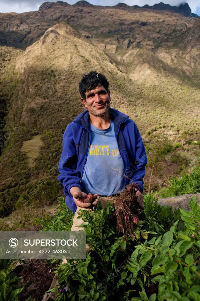 South America, Peru, Cusco Yanama. A Quechua farmer from Yanama village in the high Andes shows a crop of red Andean potatoes