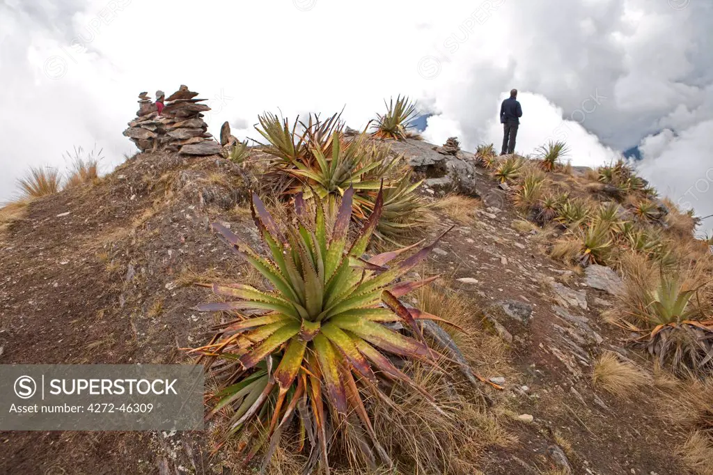 South America, Peru, Cusco. A hiker at the top of the Yanama pass on the trail to Choquequirao