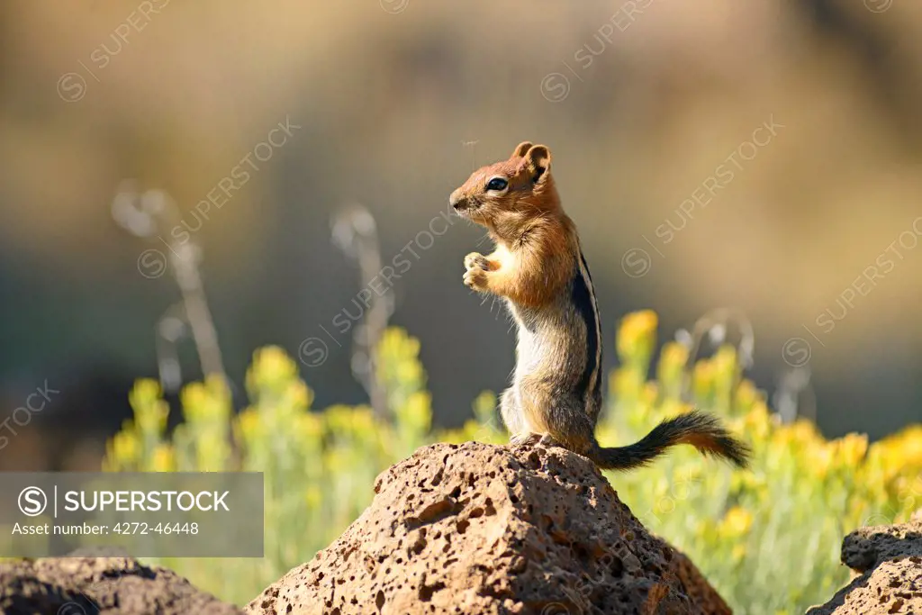 Golden Mantled Ground Squirrel, Callospermophilus lateralis, Oregon, USA