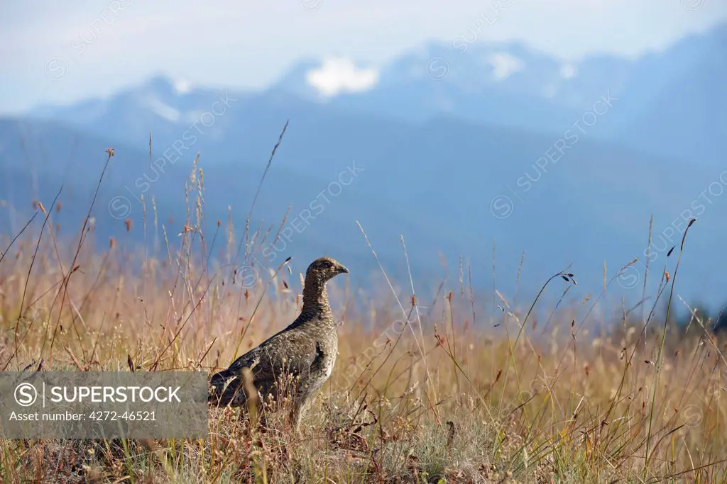 Sooty grouse, Dendragapus fuliginosus, Hurricane Ride, Olympic National Park, Clallam County, Washington, USA