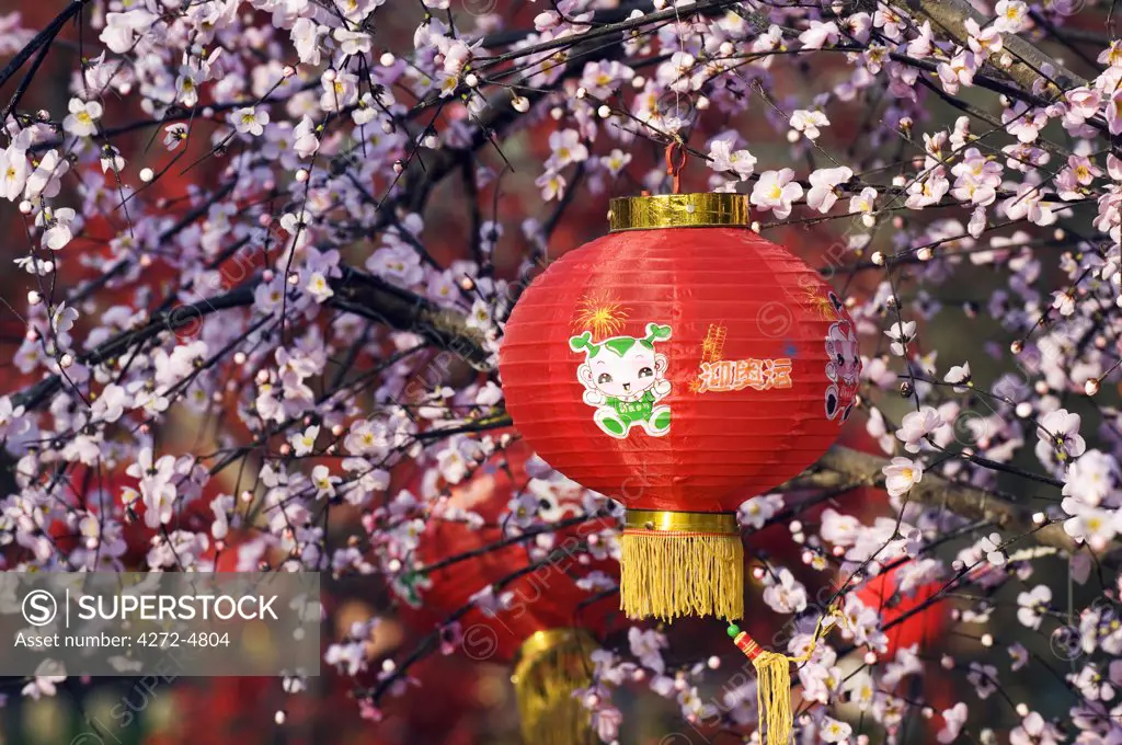 China, Beijing. Chinese New Year Spring Festival - A red lantern hanging in a tree of cherry blossom at Longtanhu Park Fair.