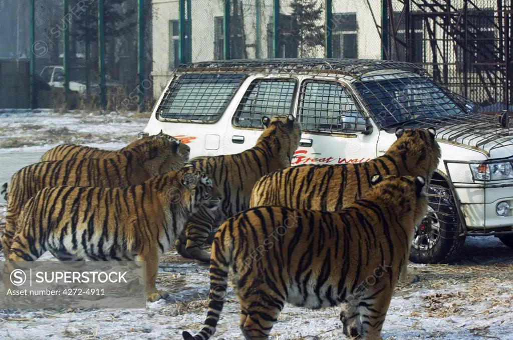 China, Northeast China, Heilongjiang Province, Harbin City, Siberian Tiger Park. A group of tigers surrounding a car about to be fed.
