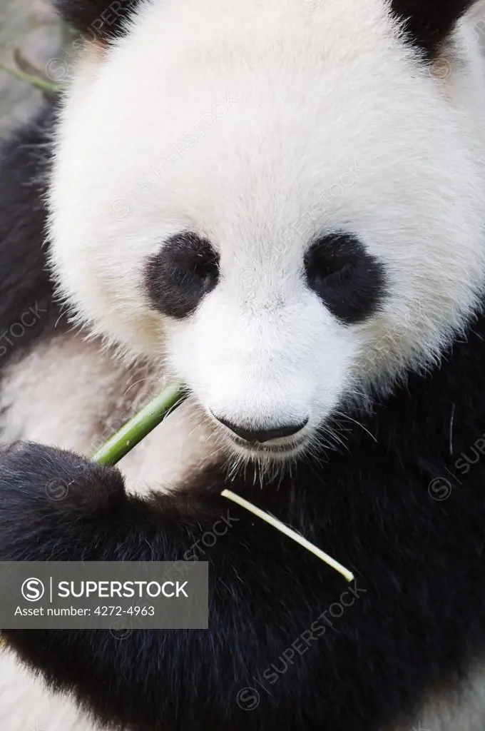 China, Sichuan Province, Chengdu city. Panda eating bamboo shoots at a Panda reserve Unesco World Heritage site.