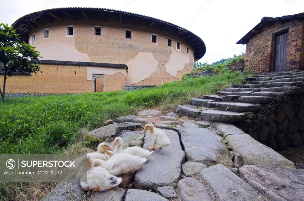 China, Fujian Province, Hakka Tulou round earth buildings, ducks to a stone path at the Unesco World Heritage site