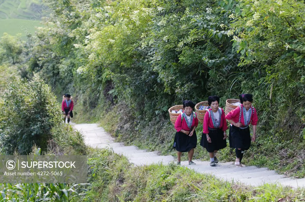 China, Guangxi Province, Longsheng Dragons Backbone Rice Terraces near Guilin. Yao women in traditional clothing