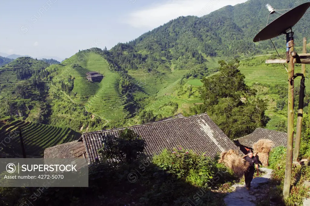 China, Guangxi Province, Longsheng Dragon's Backbone Rice Terraces near Guilin