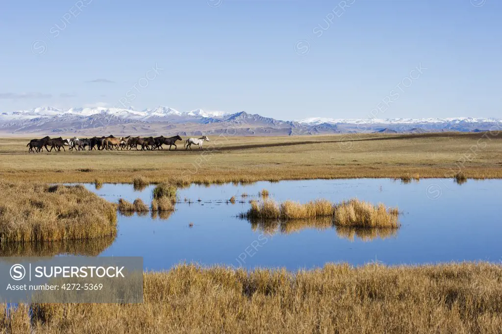 China, Xinjiang Province, Bayanbulak, horses on grassland