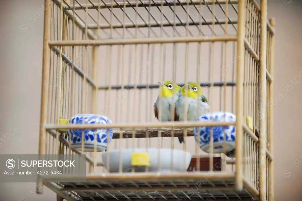 China, Shaanxi Province, Xian, birds in a cage