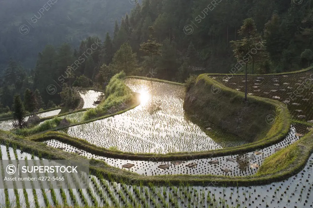 China, Guizhou Province, Langde village, rice fields