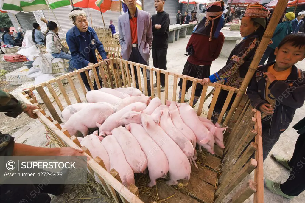 China, Guizhou Province, Xinhua, piglets being sold at weekly market